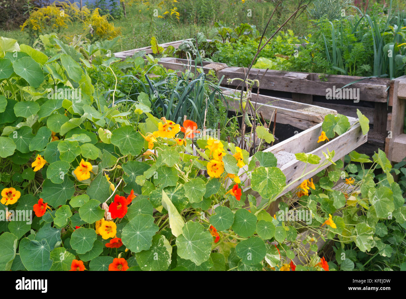 Kapuzinerkresse (tropaeolum majus) in einer angehobenen Bed Stockfoto