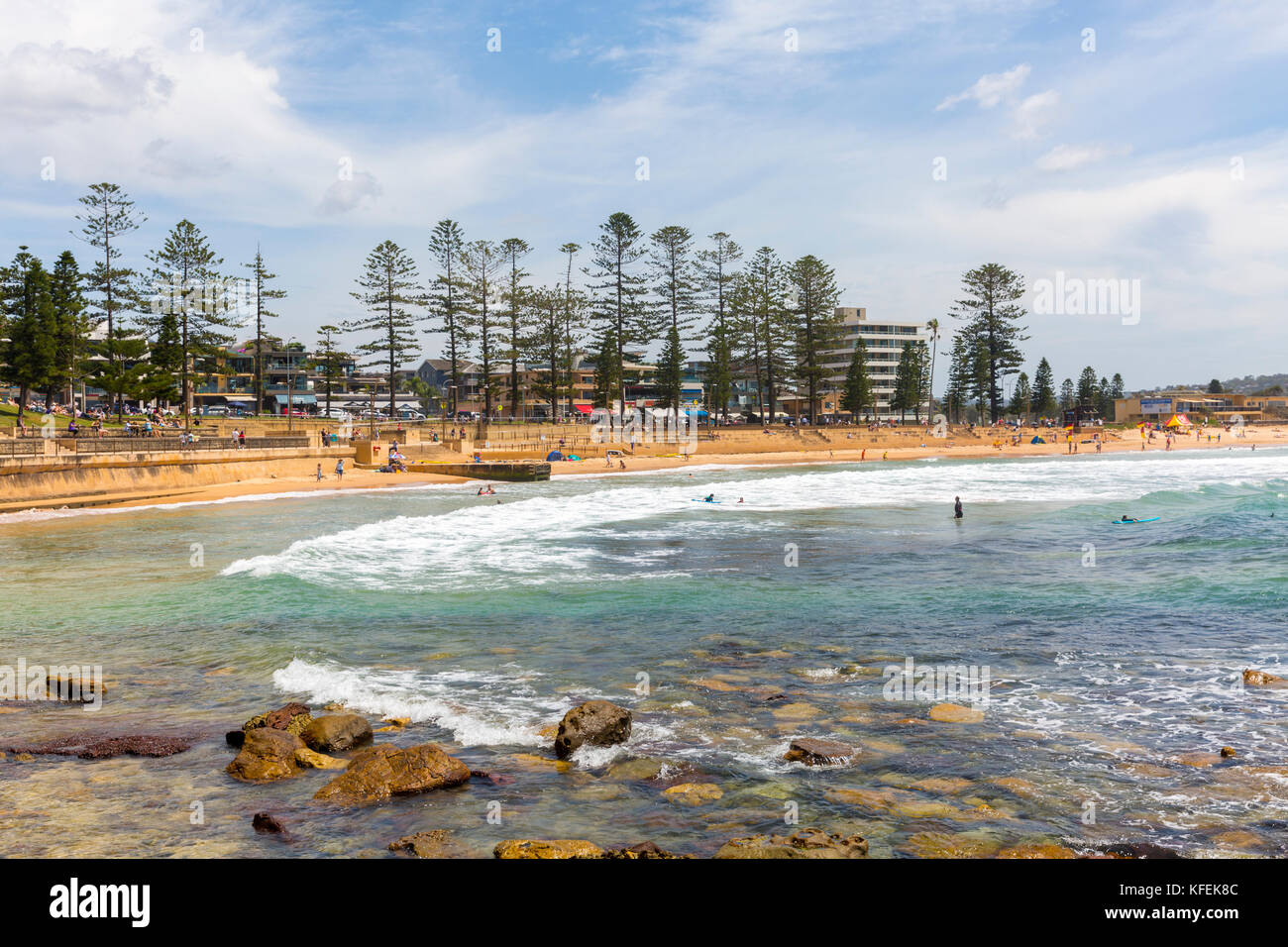Norfolk Pinien entlang Dee Why Beach, einem der nördlichen Strände von Sydney, Australien Stockfoto