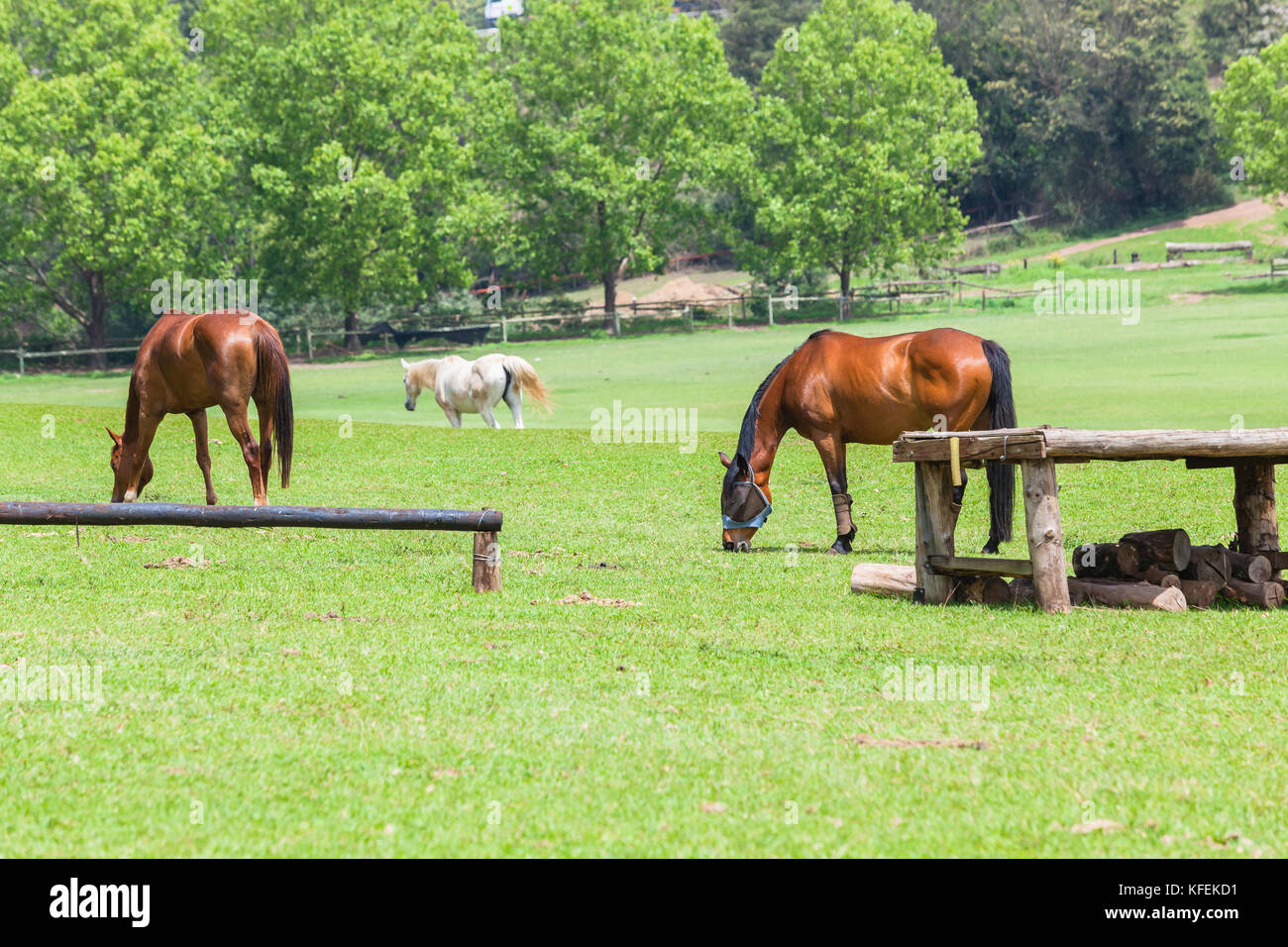 Pferde drei Reiter Tiere entspannten Essen im freien Feld Landschaft. Stockfoto