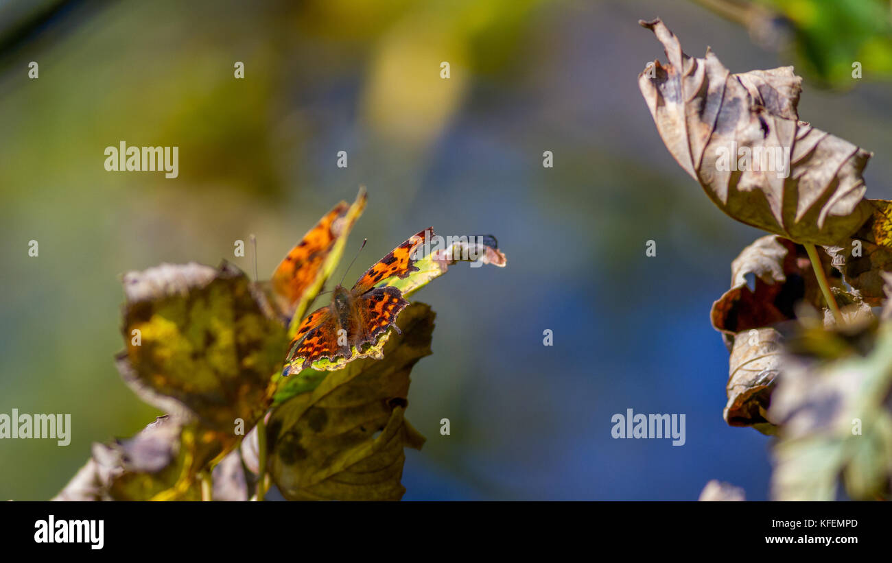 UK Wildlife: Zwei komma Schmetterlinge in den Baumkronen mit Flügeln Ausgeblendet öffnen, Aufwärmphase im Herbst Sonnenschein Stockfoto
