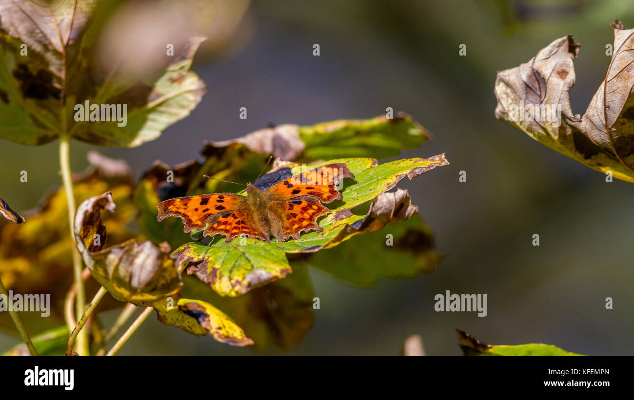 UK Wildlife: Komma Schmetterling mit Flügel öffnen, die auf einem Baum, Erwärmung im Herbst Sonnenschein Stockfoto