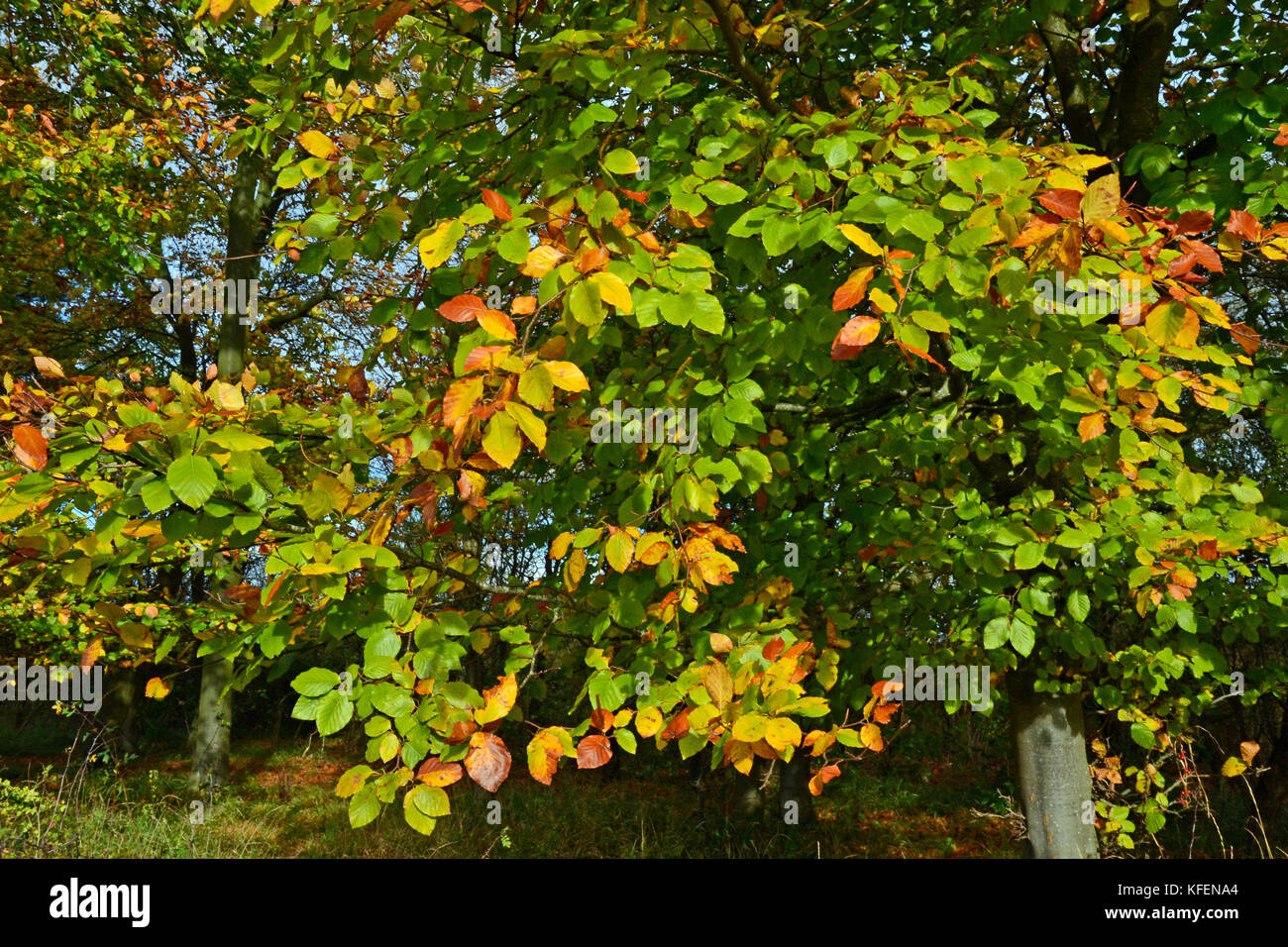 Herbstfarben am College Lake Nature Reserve, Buckinghamshire, Großbritannien Stockfoto