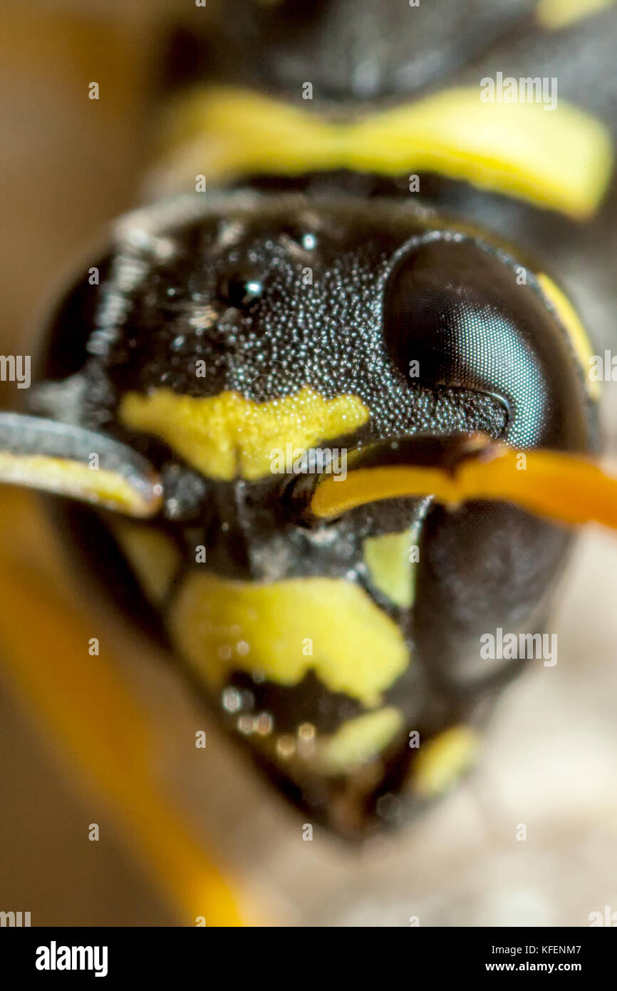 Eine junge paper Wasp queen Porträt, bei 5 mal in Lebensgröße Stockfoto