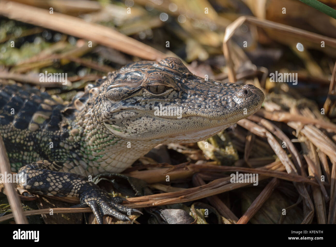Junger Alligator im Sumpf Stockfoto