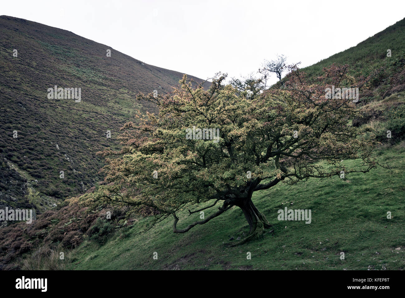 Carding mill valley in Church Stretton, Großbritannien Stockfoto