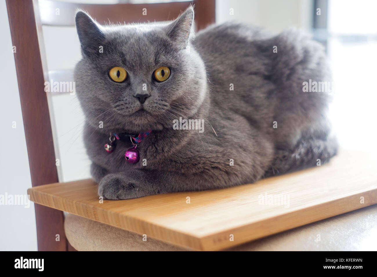 Sandalye üzerinde oturan Kedi, Britisch Kurzhaar Stockfoto