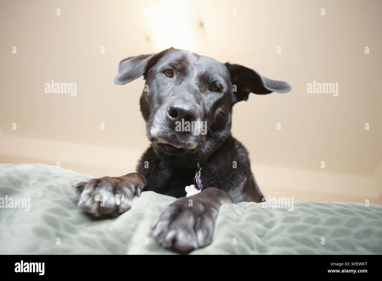 Großer Hund auf dem Bett. Stockfoto