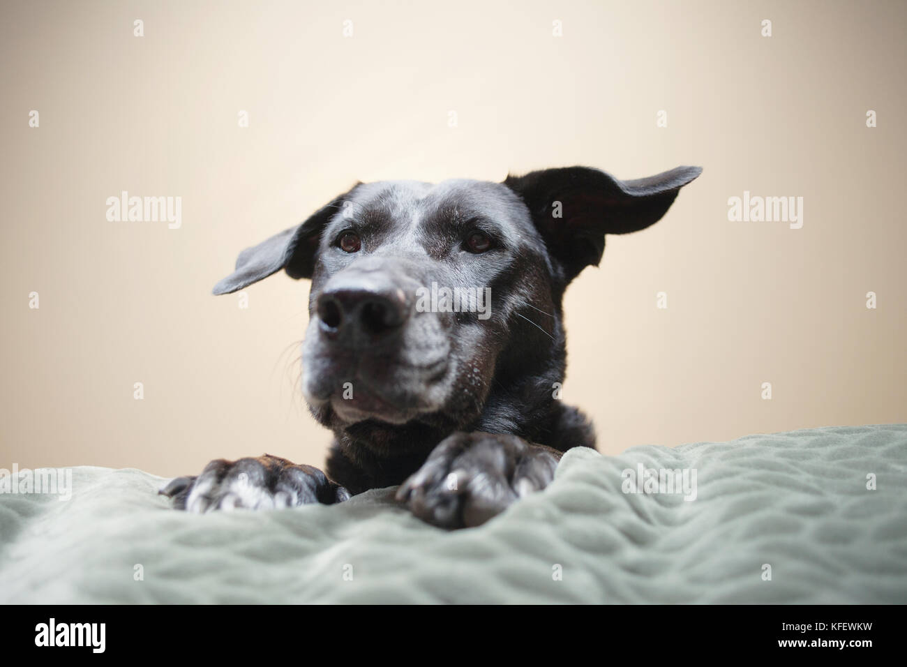 Großer Hund auf dem Bett. Stockfoto