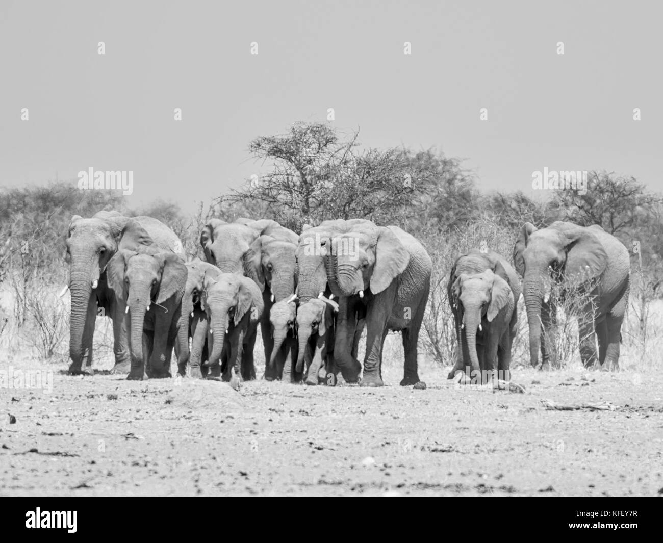 Eine Zucht Herde von afrikanischen Elefanten gehen über die namibische Savanne Stockfoto