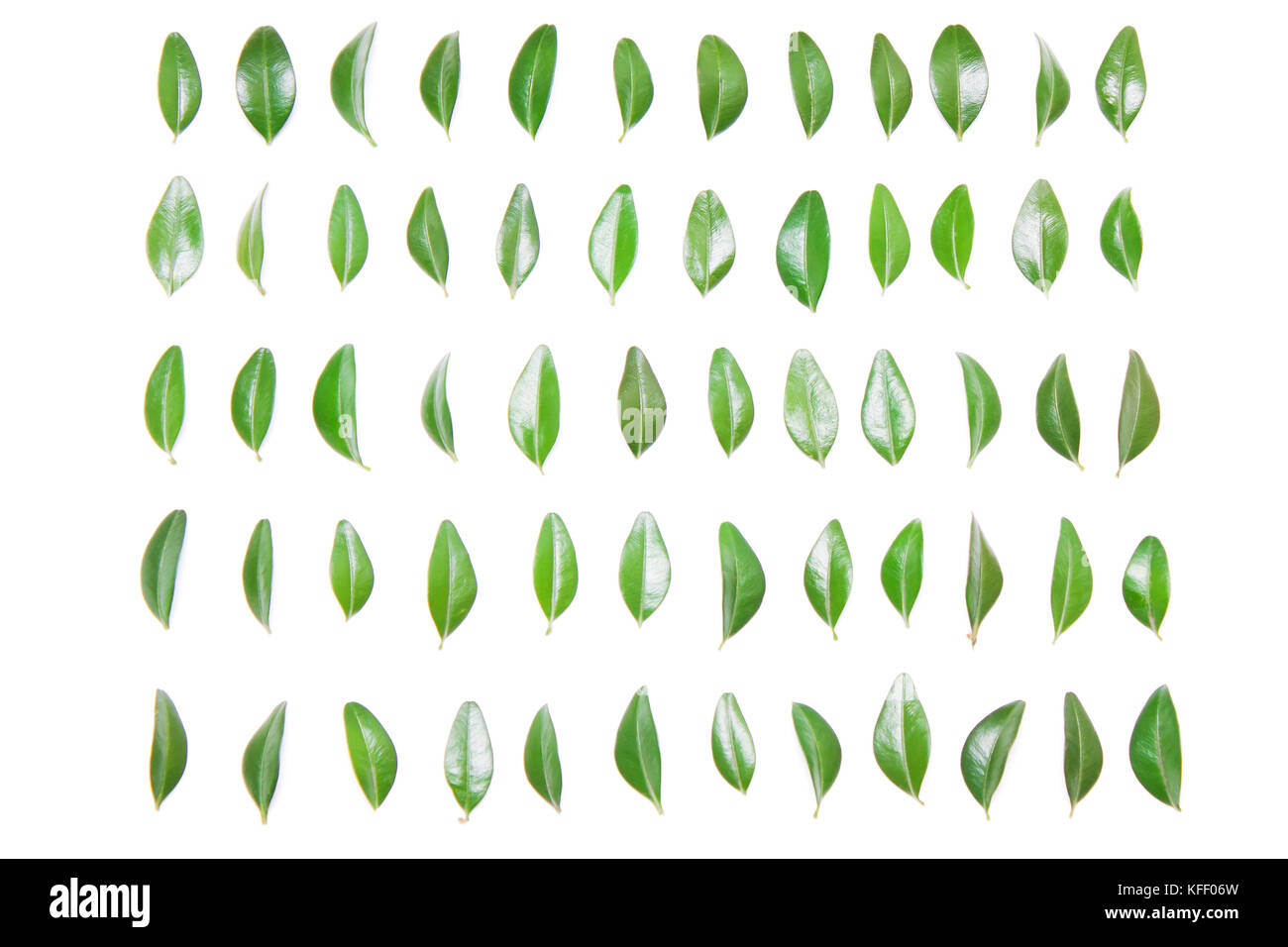 Grünes Blatt in einer Reihe auf einem weißen Hintergrund. Art der Wohnung Stockfoto