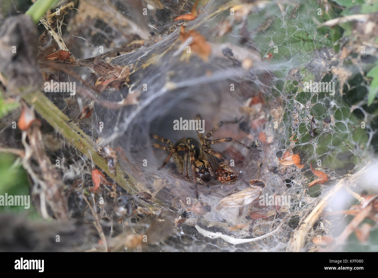 Labyrinth spider (agelena labyrinthica) in Ihrer trichterförmigen Web, WWT Welney finden, Norfolk, England, UK. Stockfoto