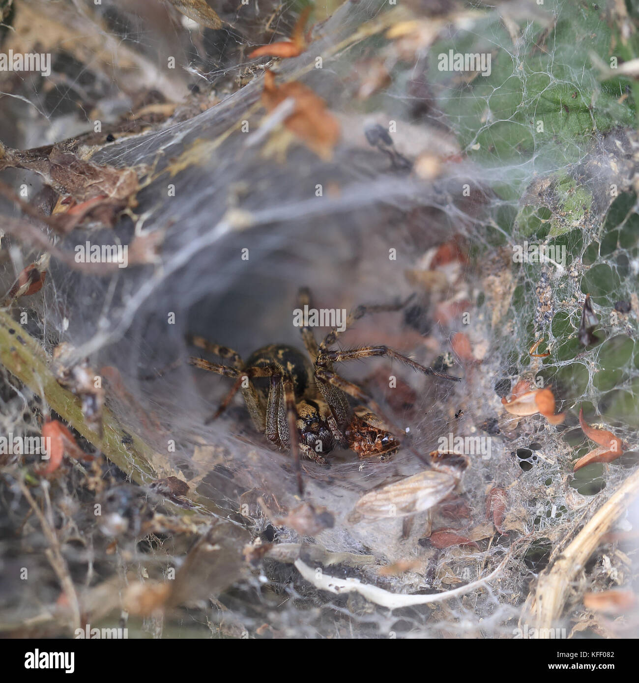 Labyrinth spider (agelena labyrinthica) in Ihrer trichterförmigen Web, WWT Welney finden, Norfolk, England, UK. Stockfoto