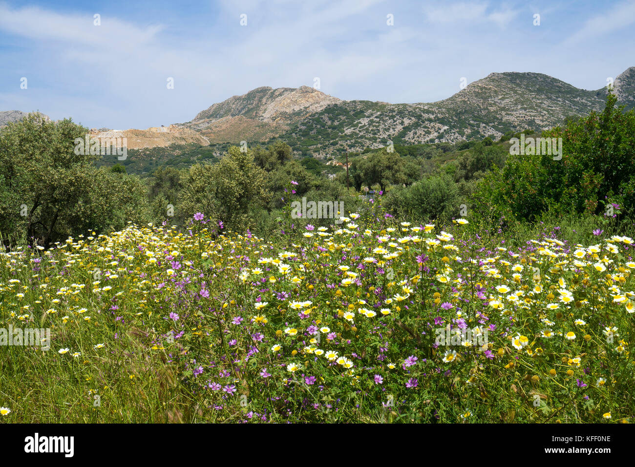 Wiese mit Wildblumen bei Melanes, Insel Naxos, Kykladen, Ägäis, Griechenland Stockfoto