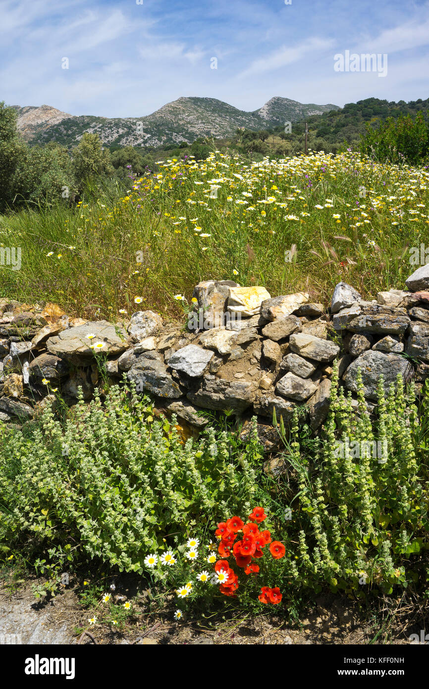 Wiese mit Wildblumen bei Melanes, Insel Naxos, Kykladen, Ägäis, Griechenland Stockfoto