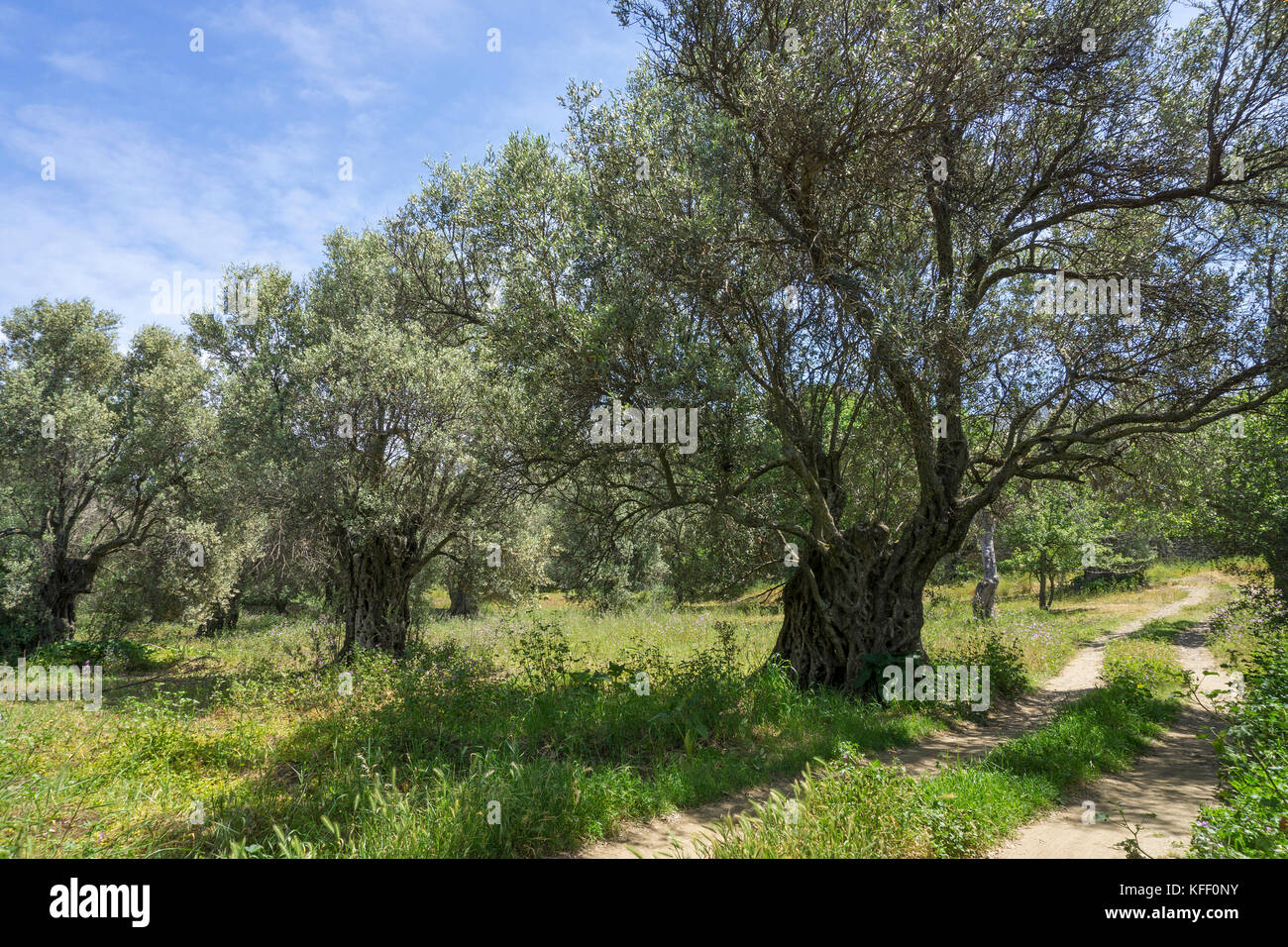 Alte Ölbäume (Olea europaea) im Dorf Melanes, Insel Naxos, Kykladen, Ägäis, Griechenland Stockfoto