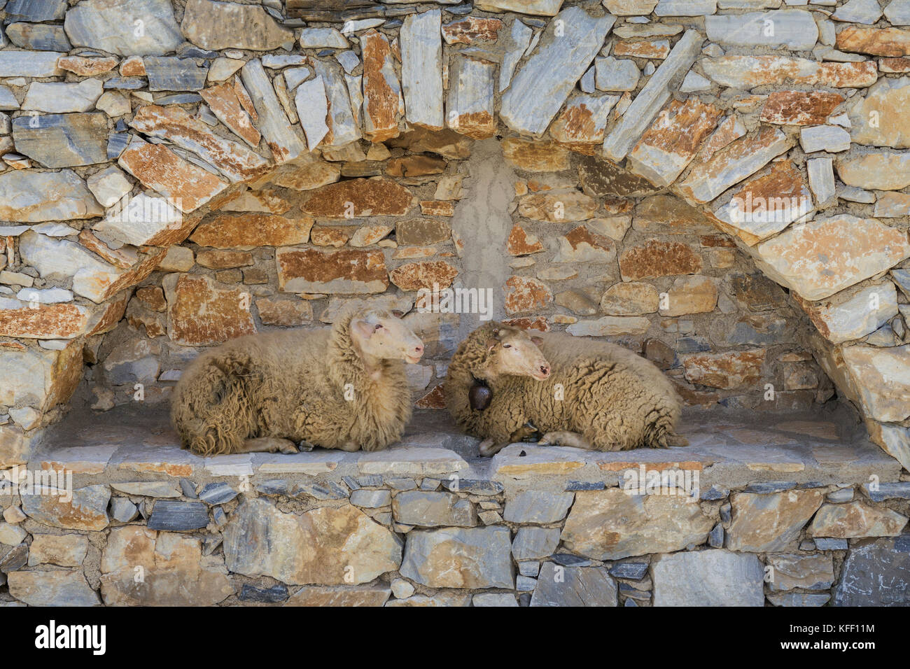 Schafe im Schatten einer Wandmalerei, footh Weg zur Kirche Agia Marina, Insel Naxos, Kykladen, Ägäis, Griechenland Stockfoto