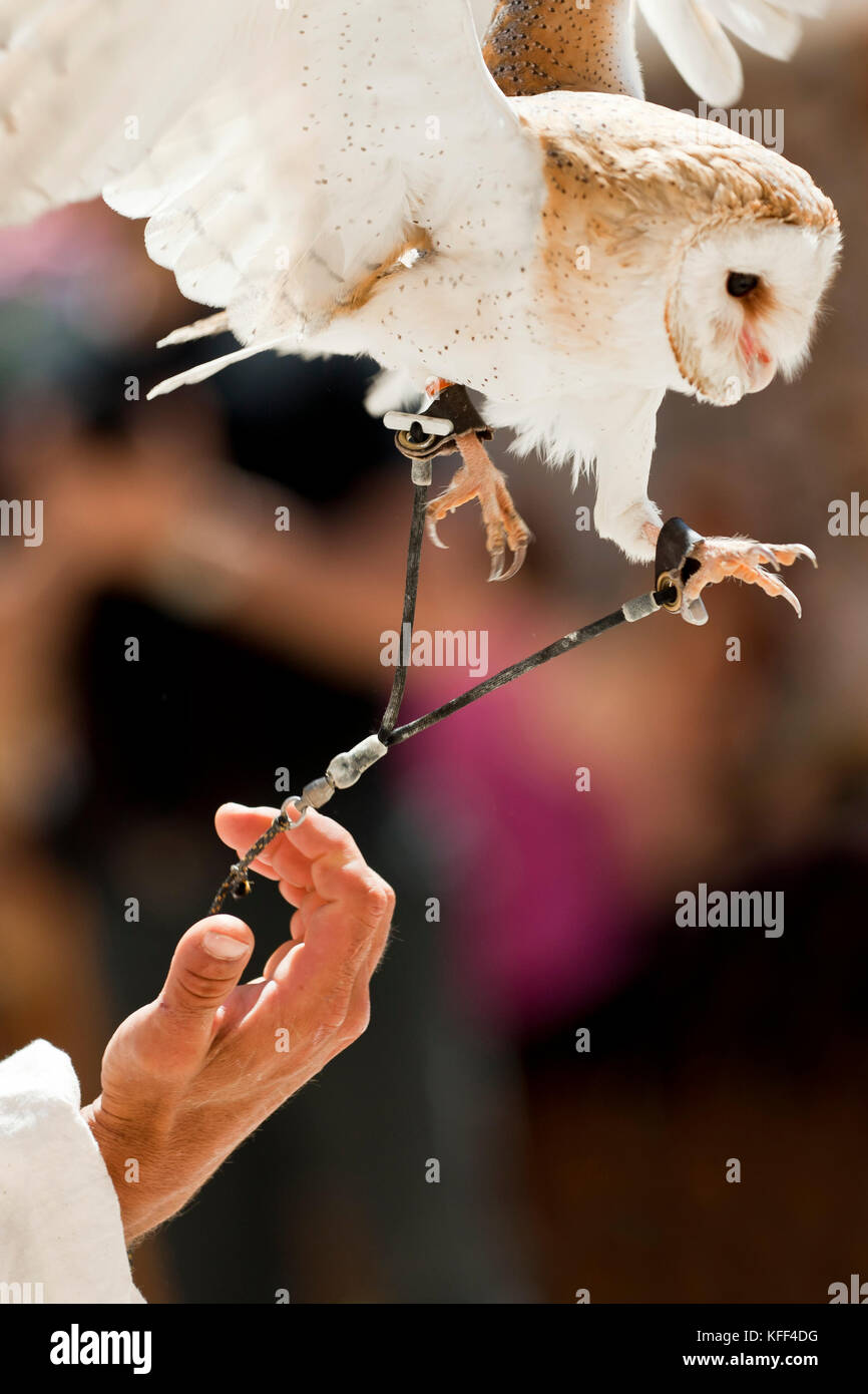 Eine Schleiereule dauert der Flug aus der Hand von seinem Trainer und Besitzer. Stockfoto