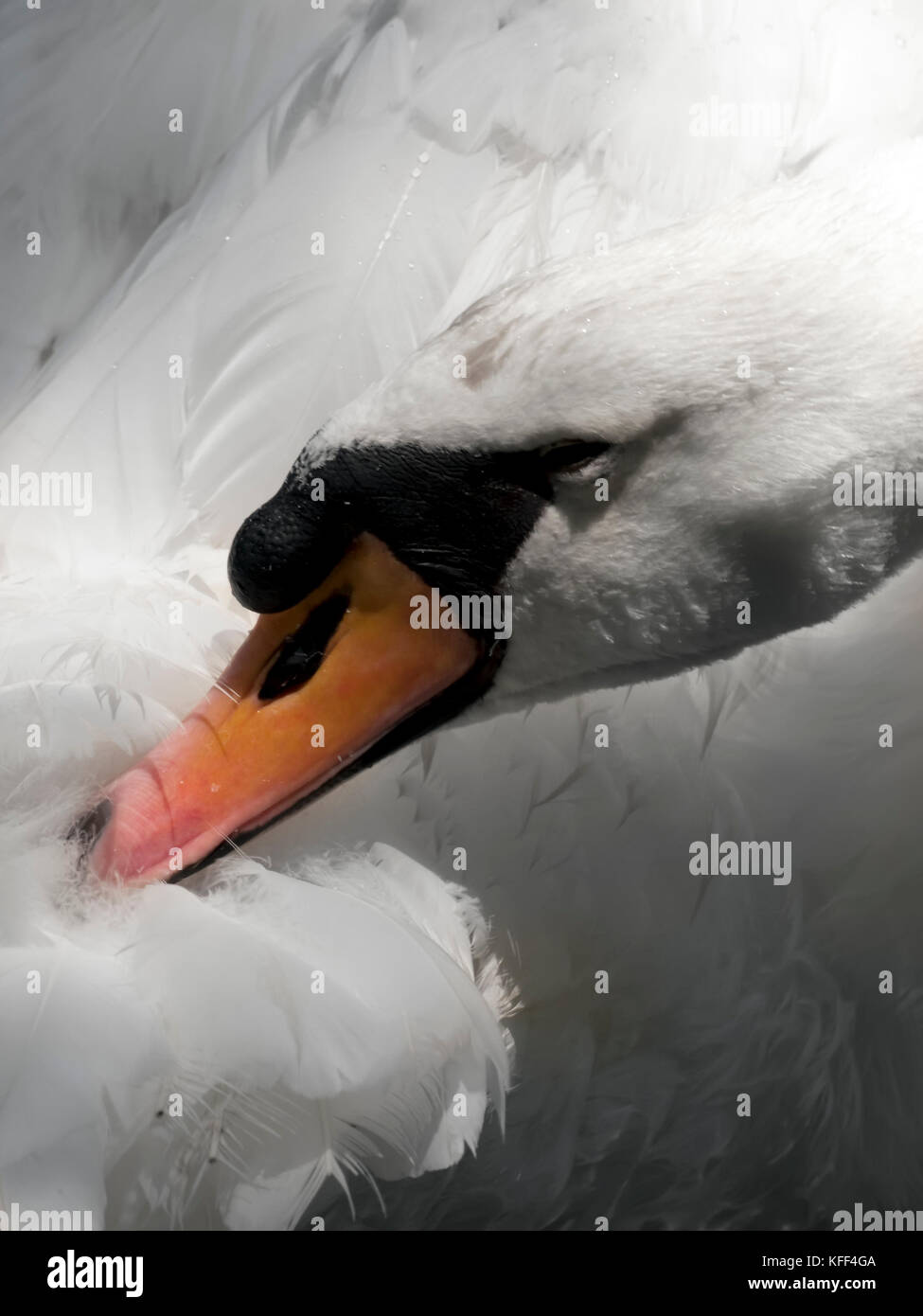 Porträt einer wunderschönen Swan die Pflege seines Gefieders Stockfoto