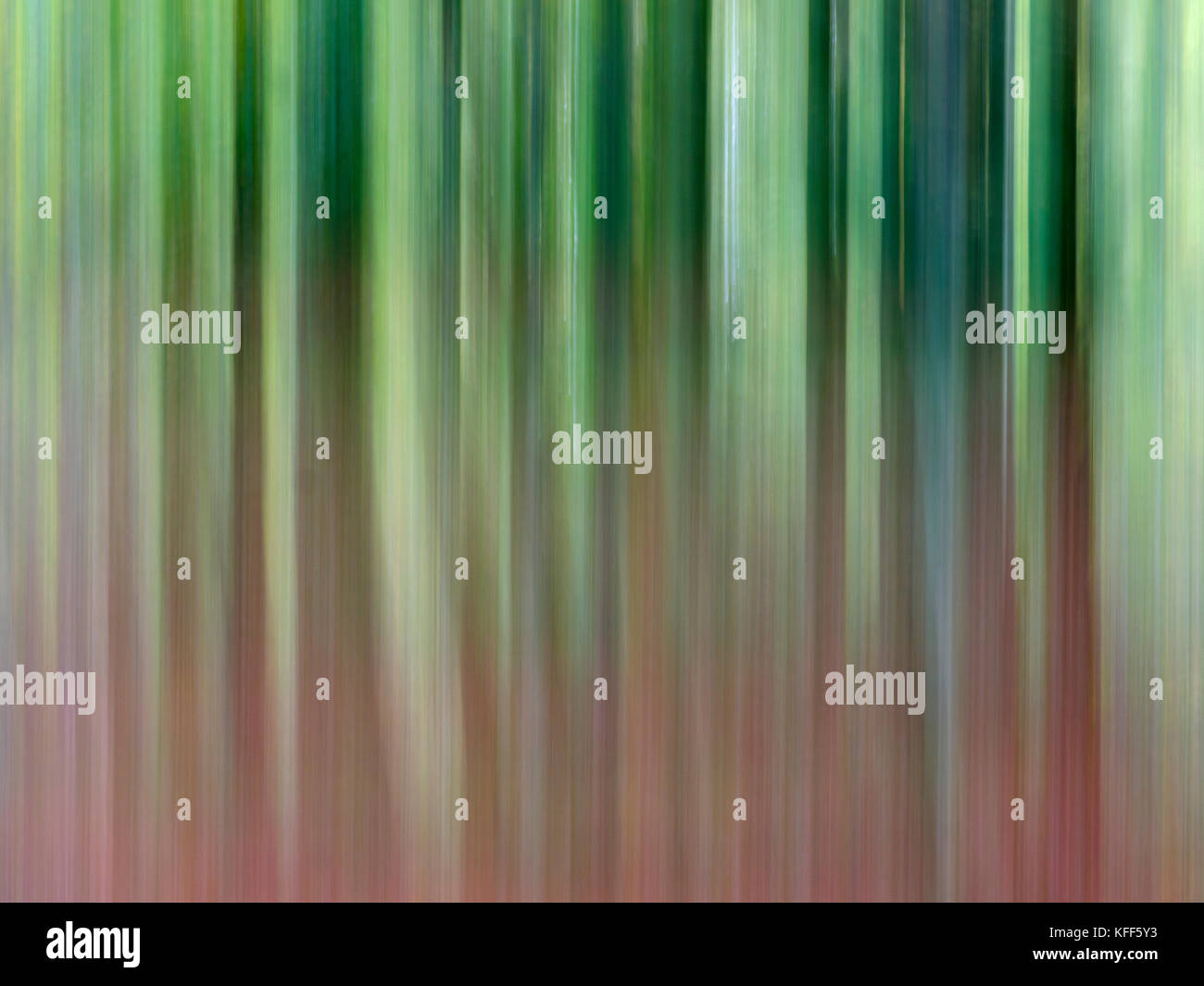 Abstrakt Buche Felbrigg große Holz-Norfolk Stockfoto