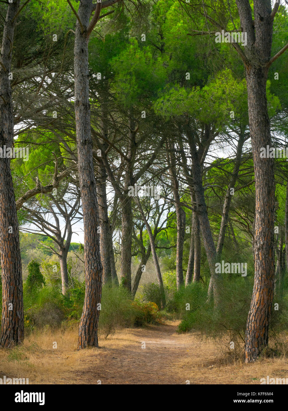 Pinus pinea, auch bekannt als italienische Zirbe, Regenschirmkiefer und Sonnenschirmkiefer Parque Nacional de Doñana, Almonte, Spanien Stockfoto