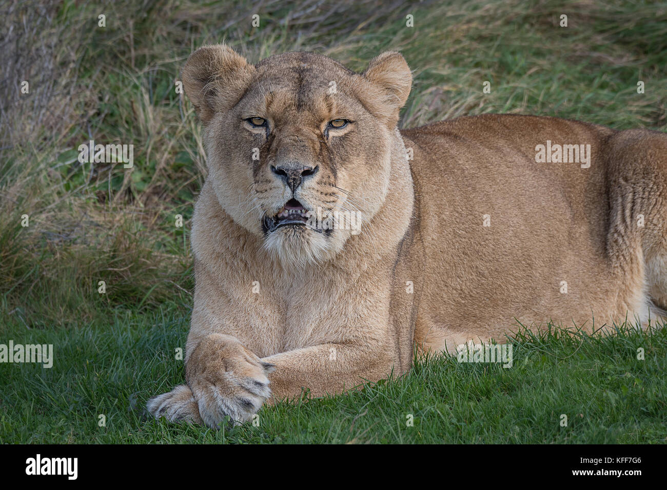 Eine Löwin liegend und entspannend auf das Gras mit ihren Pfoten gekreuzt und starrte nach vorn Stockfoto