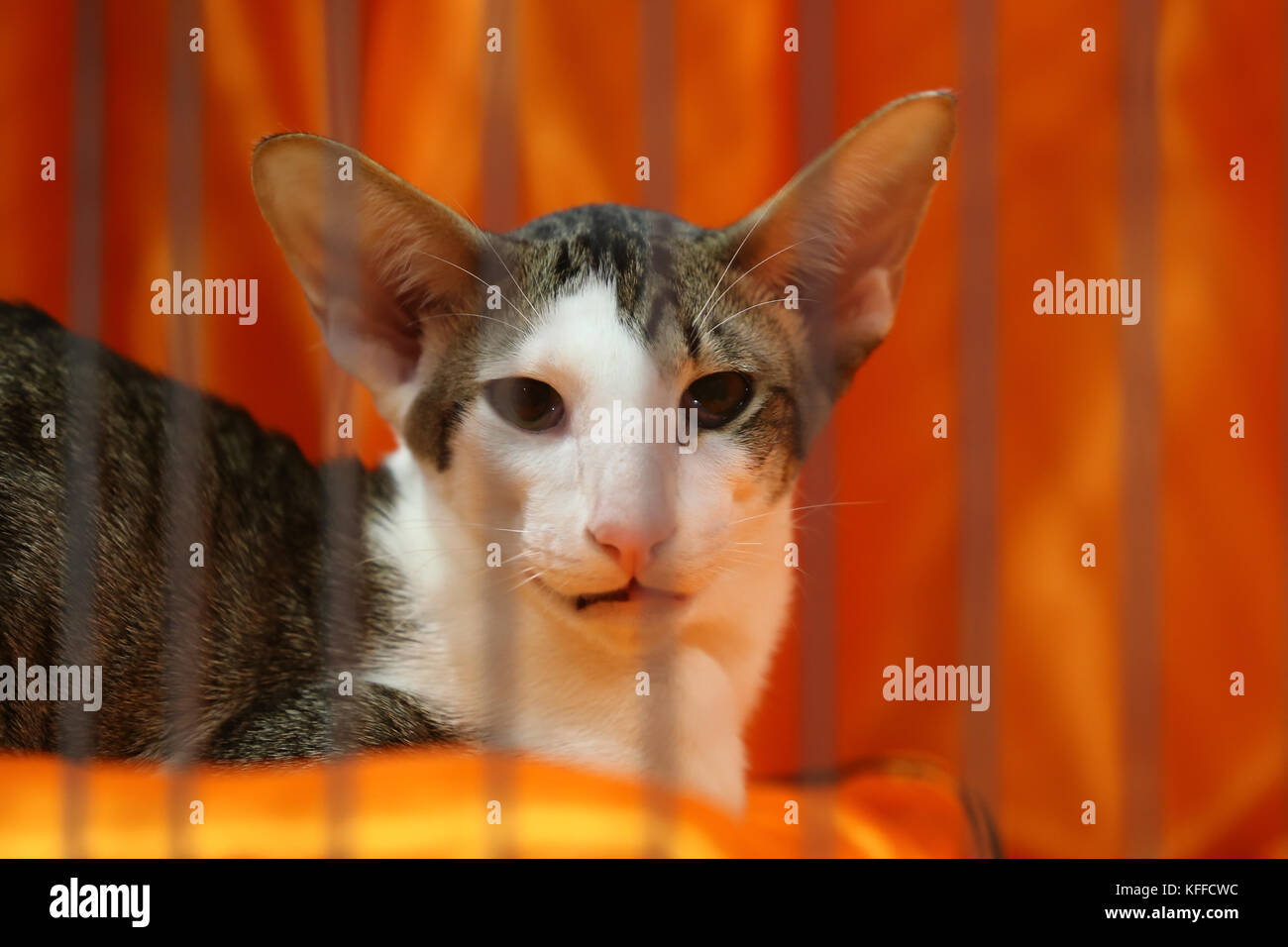 Birmingham, Großbritannien. Oktober 2017. Katzen und ihre Besitzer kommen zum NEC, um ihre Stammkatzen zu zeigen. Peter Lopeman/Alamy Live News Stockfoto