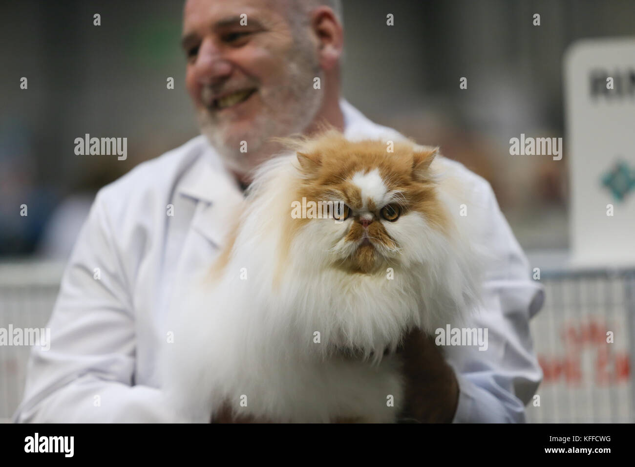 Birmingham, Großbritannien. Oktober 2017. Katzen und ihre Besitzer kommen zum NEC, um ihre Stammkatzen zu zeigen. Peter Lopeman/Alamy Live News Stockfoto