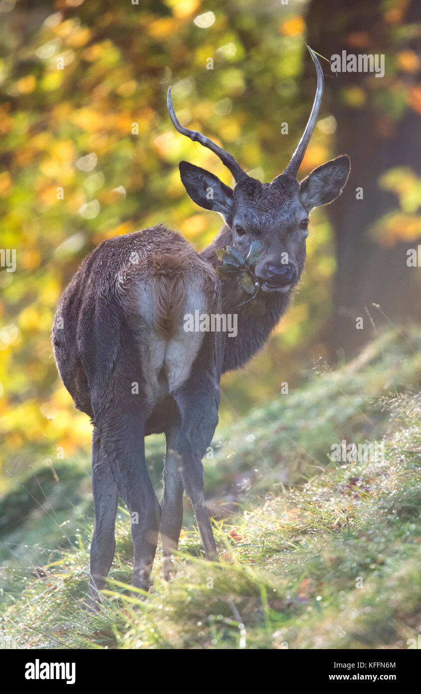 Deer studley royal -Fotos und -Bildmaterial in hoher Auflösung – Alamy