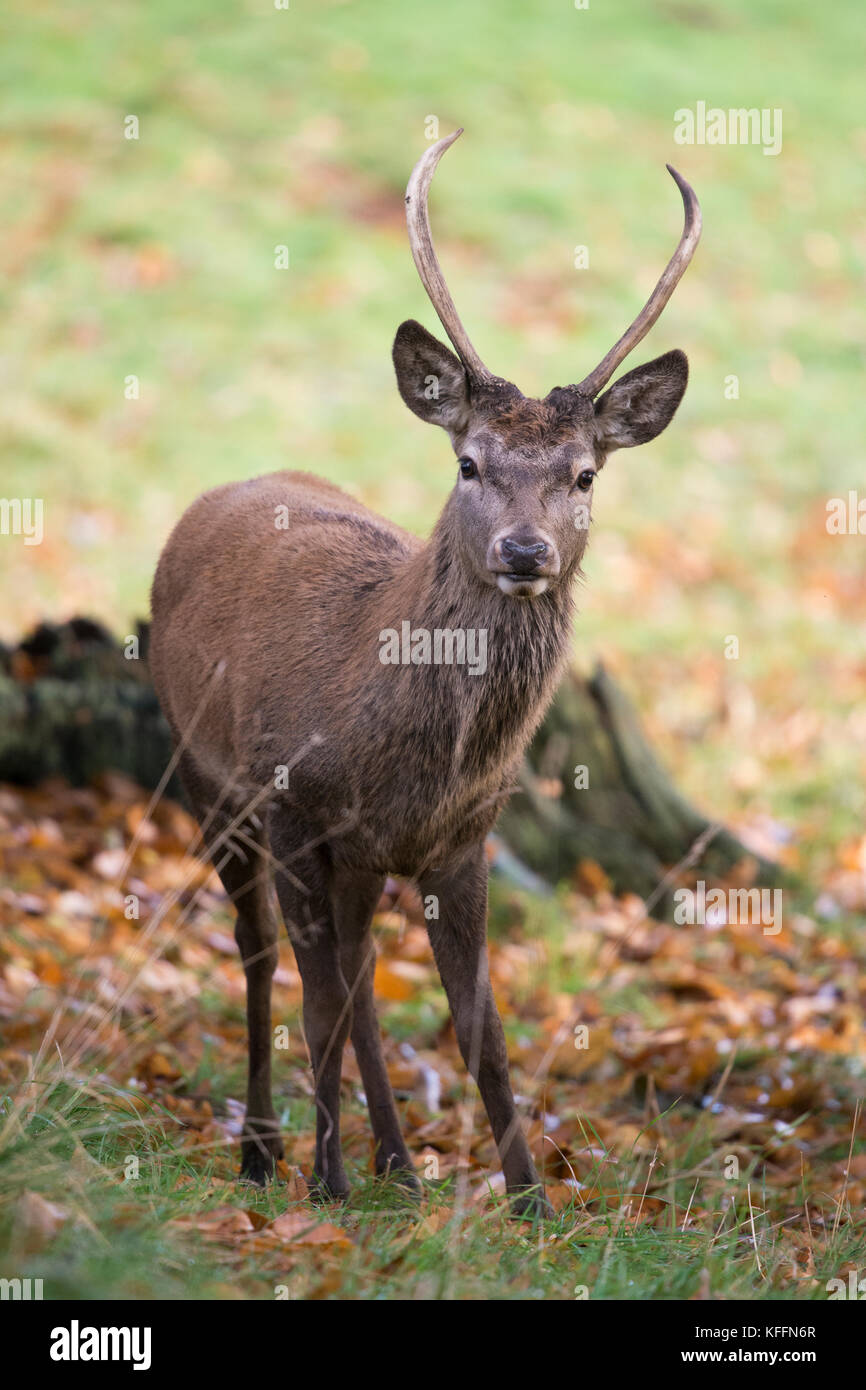 Junge Rothirsch (Cervus elaphus) Rothirsch gegen herbstlichen Kulisse, Studley Royal Deer Park, Ripon, Großbritannien Stockfoto