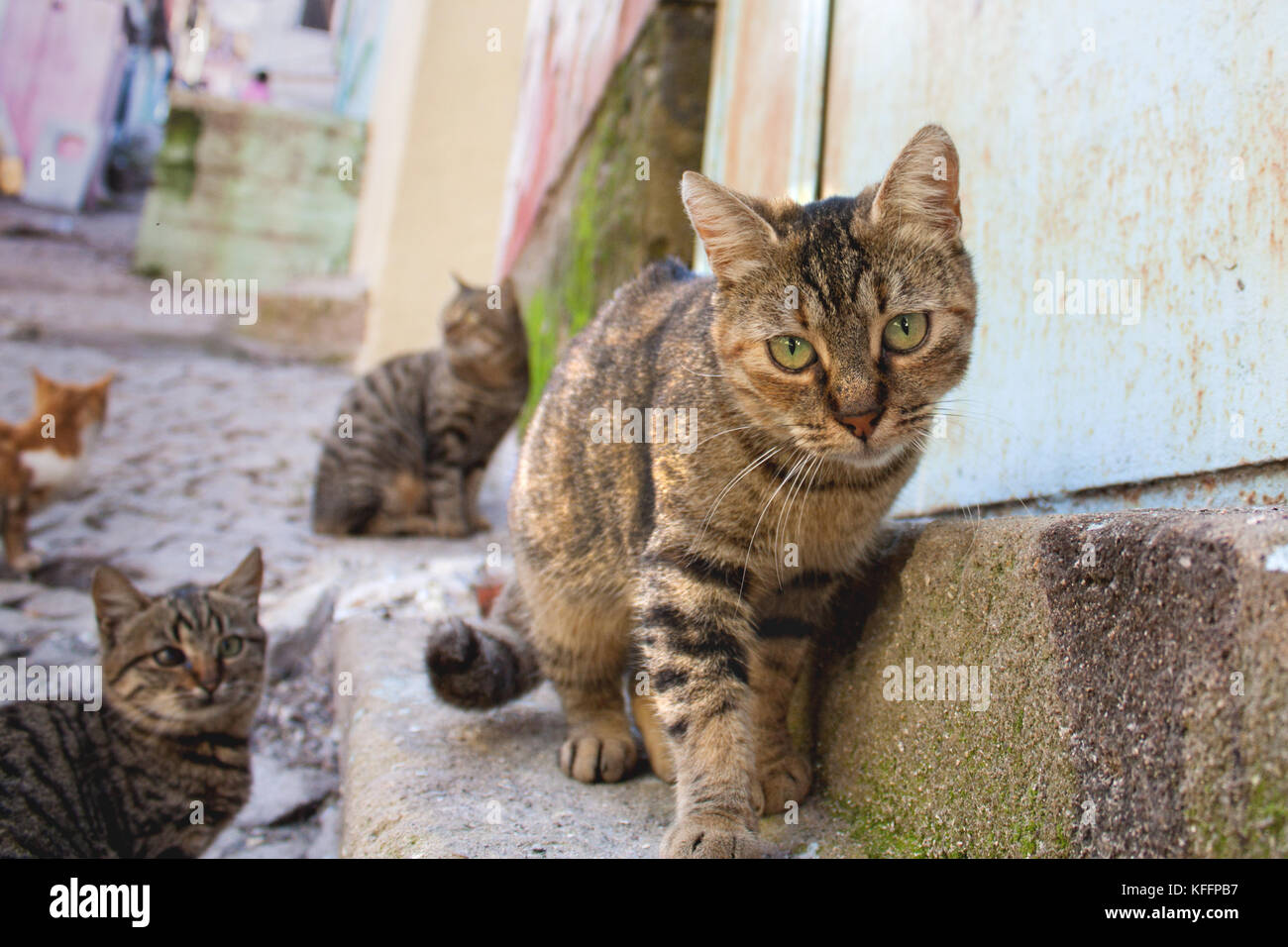 Katze Schwarz Grau Cat Hintere Daplanda Katzen Stockfoto