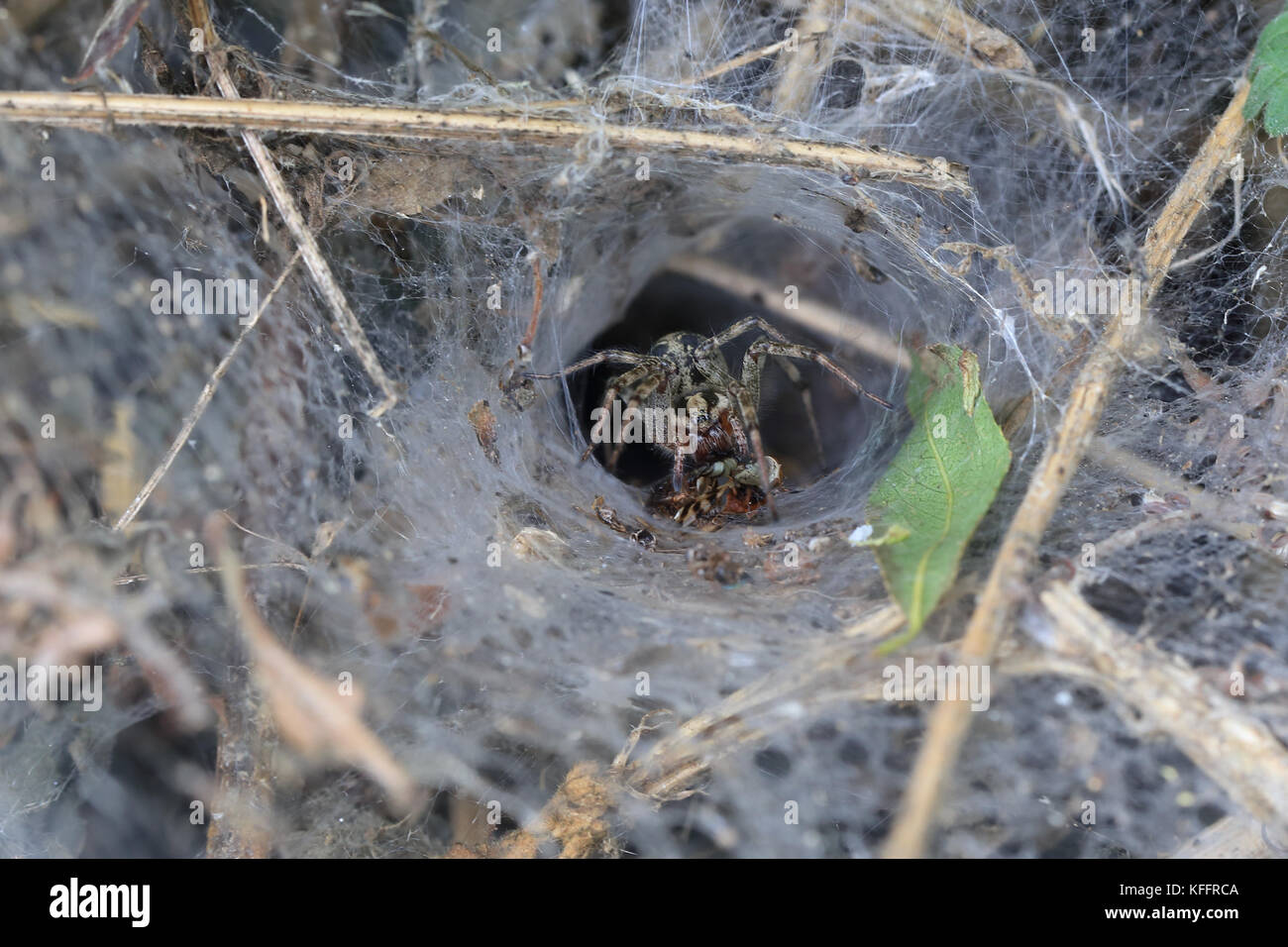 Labyrinth spider (agelena labyrinthica) in Ihrer trichterförmigen web Essen eine Preyed Insekt, WWT Welney finden, Norfolk, England, UK. Stockfoto