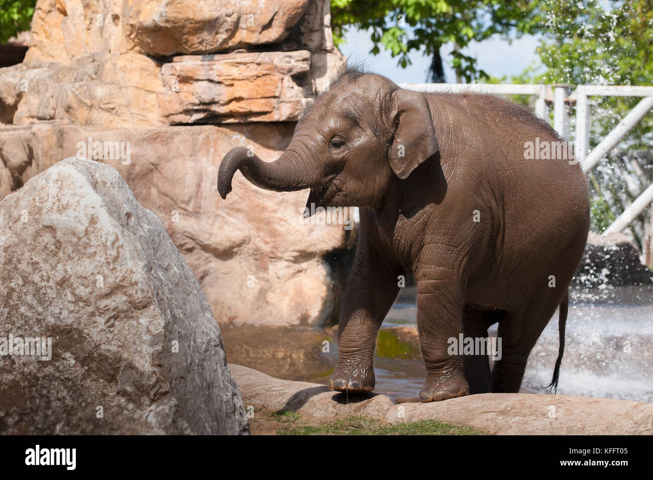Indali taucht aus dem Wasser auf, nachdem er sich von der Sonne im Mai im Chester Zoo, England, abgekühlt hat Stockfoto