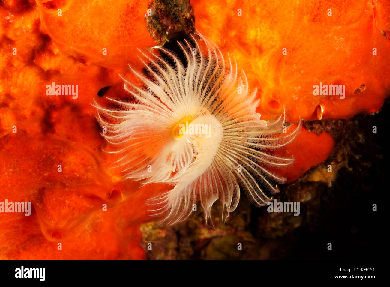 Chalktube Wurm, protula tubularia, Adria, Mittelmeer, Kornaten, Dalmatien, Kroatien Stockfoto