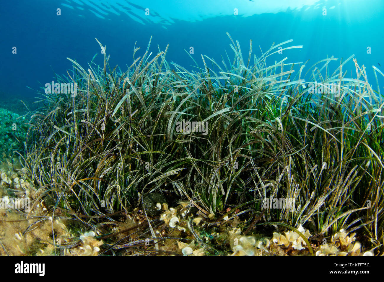 Neptun Gras, Posidonia oceanica, Adria, Mittelmeer, koranti Inseln, Dalmatien, Kroatien Stockfoto