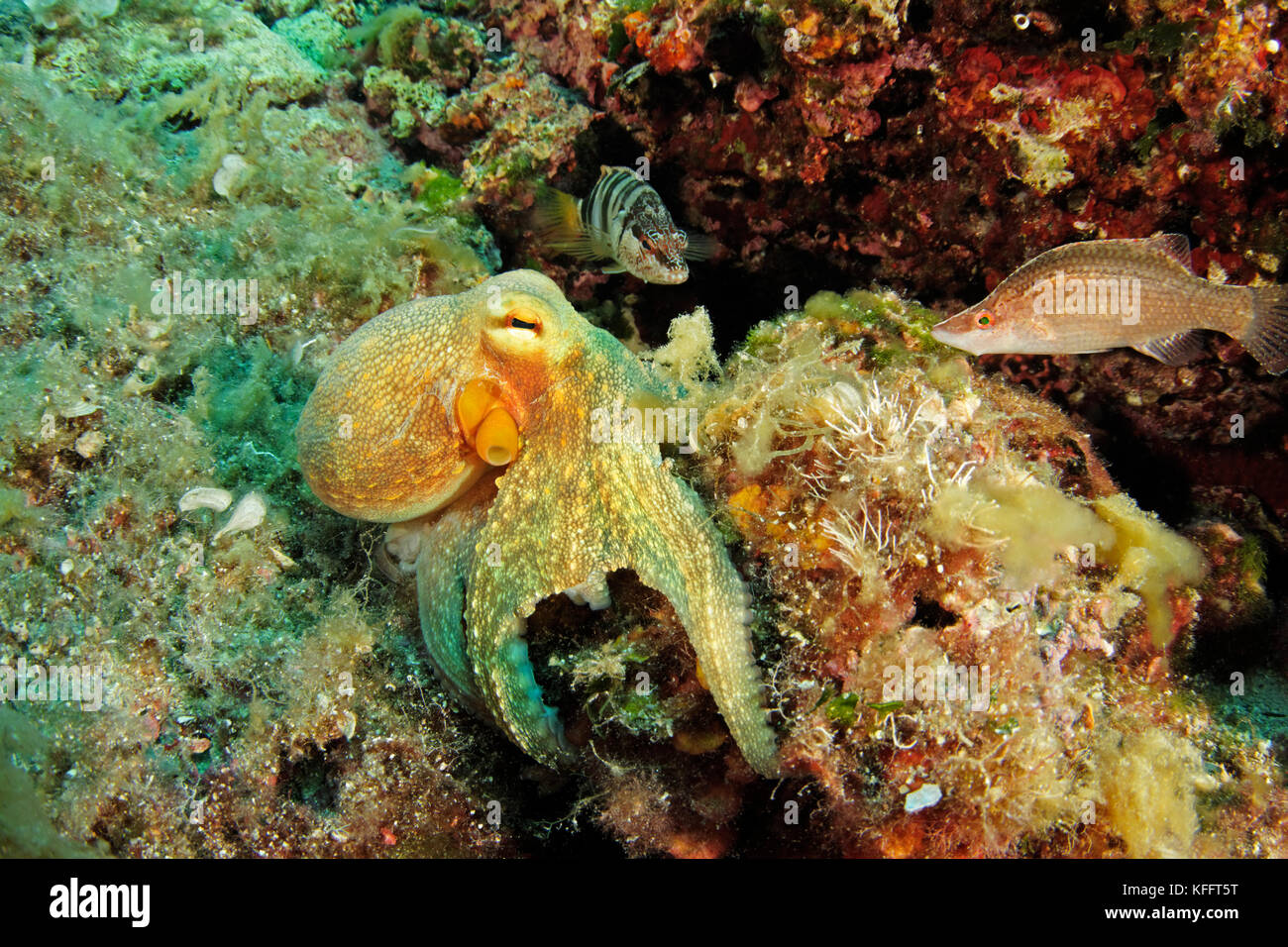 Gemeinsame Octopus, Octopus vulgaris, Adria, Mittelmeer, Kornaten, Dalmatien, Kroatien Stockfoto