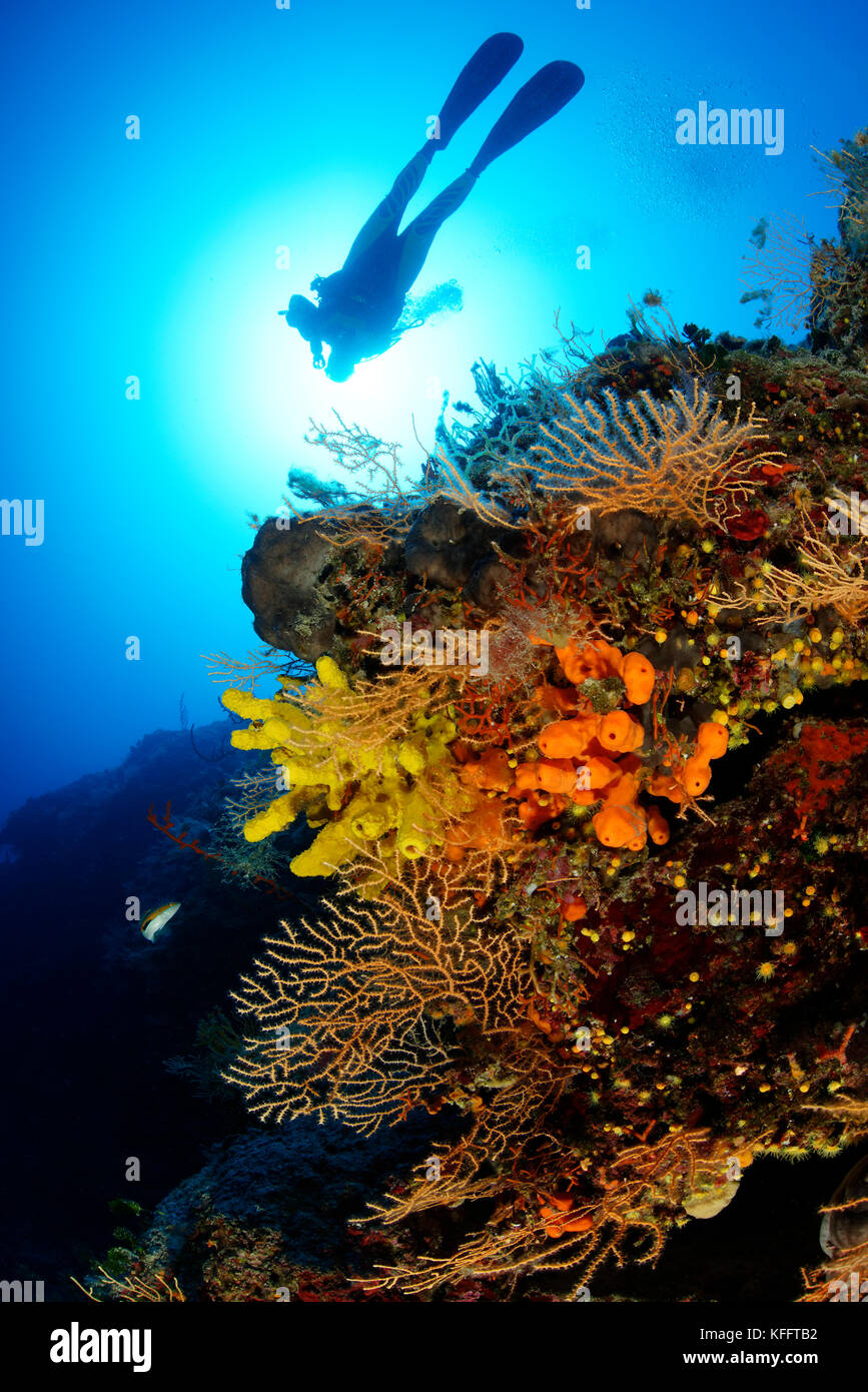 Gelbe Meer Peitsche, eunicella Cavolini, coralreef und Scuba Diver, Adria, Mittelmeer, Insel Brac, Kroatien Stockfoto
