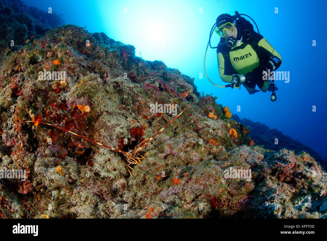 Europäischer Langusten, Palinurus elephas, Adria, Mittelmeer, Insel Brac, Dalmatien, Kroatien Stockfoto