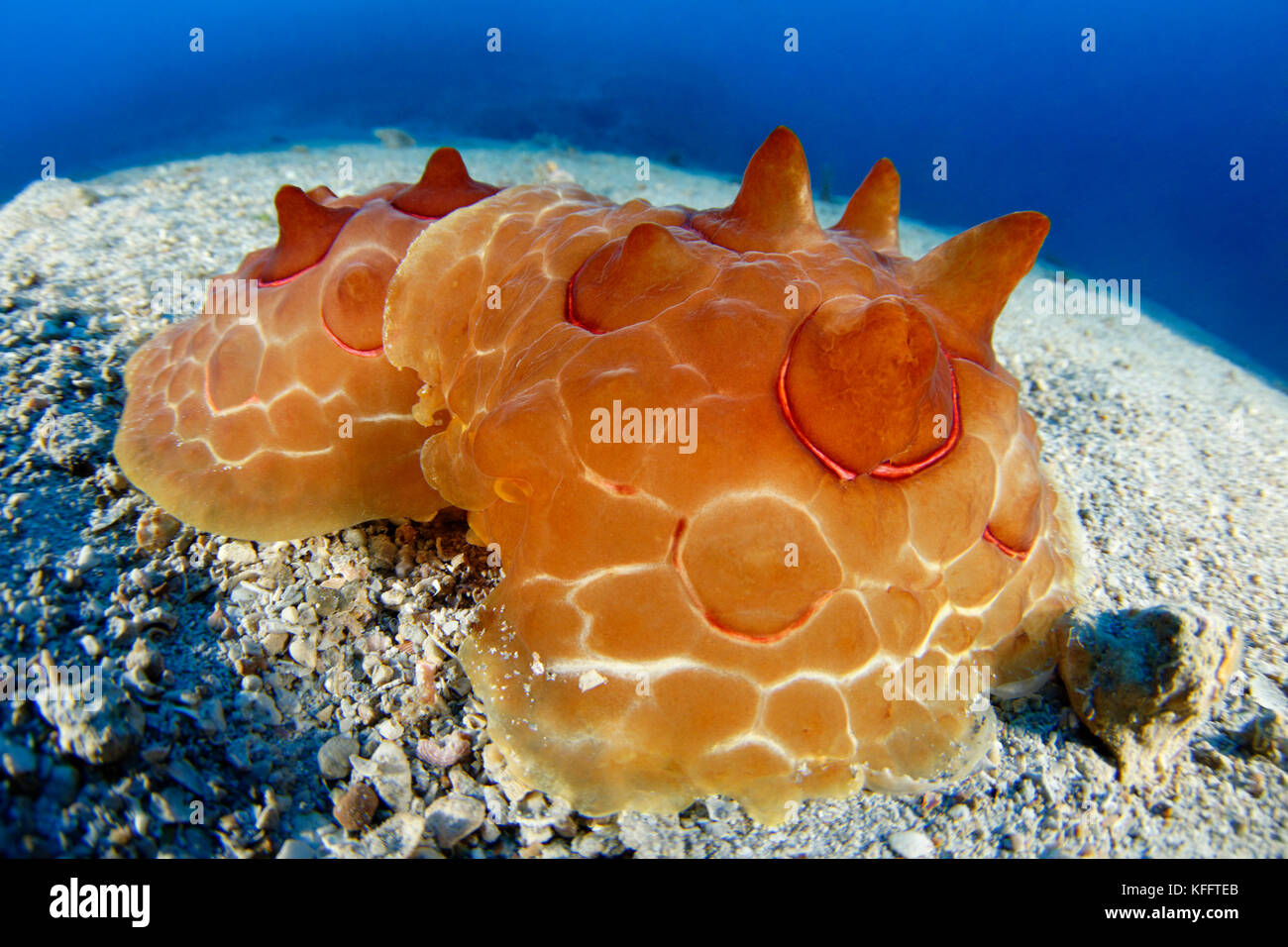 Turtle Sea Slug, limax testudinarius, Adria, Mittelmeer, Kornaten, Kroatien Stockfoto