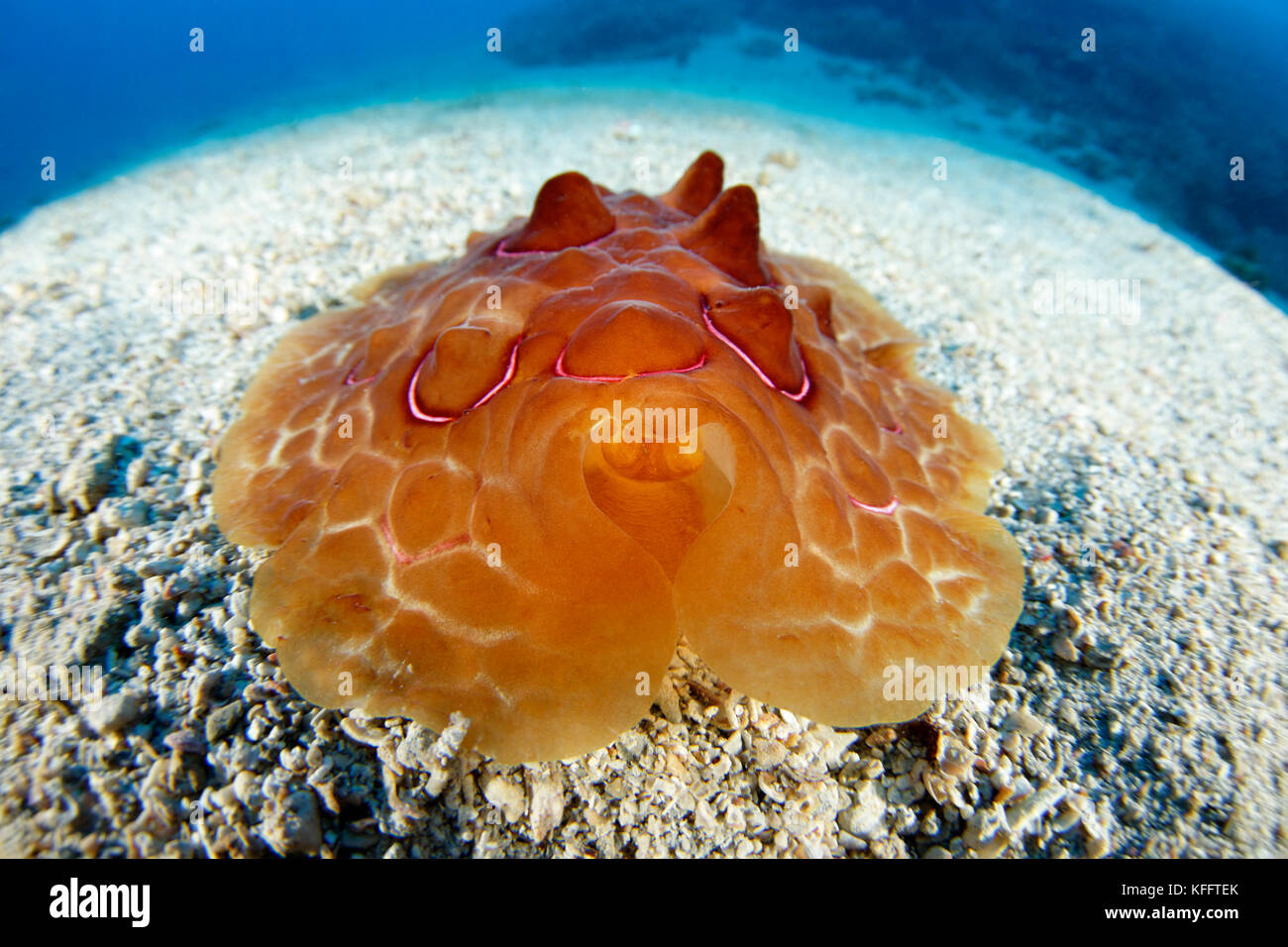 Turtle Sea Slug, limax testudinarius, Adria, Mittelmeer, Kornaten, Kroatien Stockfoto