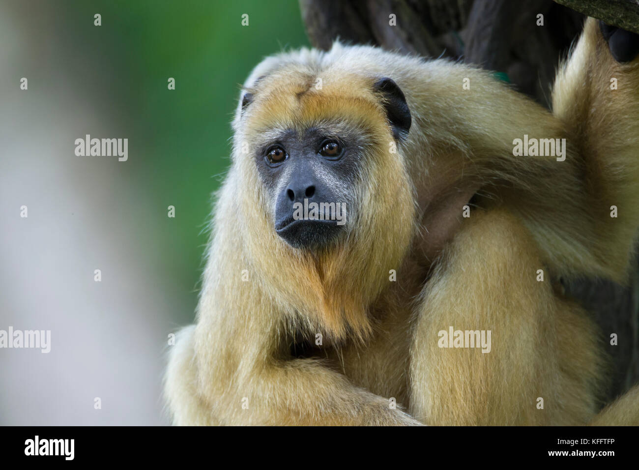 Schwarze Brüllaffen - weibliche Alouatta caraya Singapur Zoo MA 003481 Stockfoto