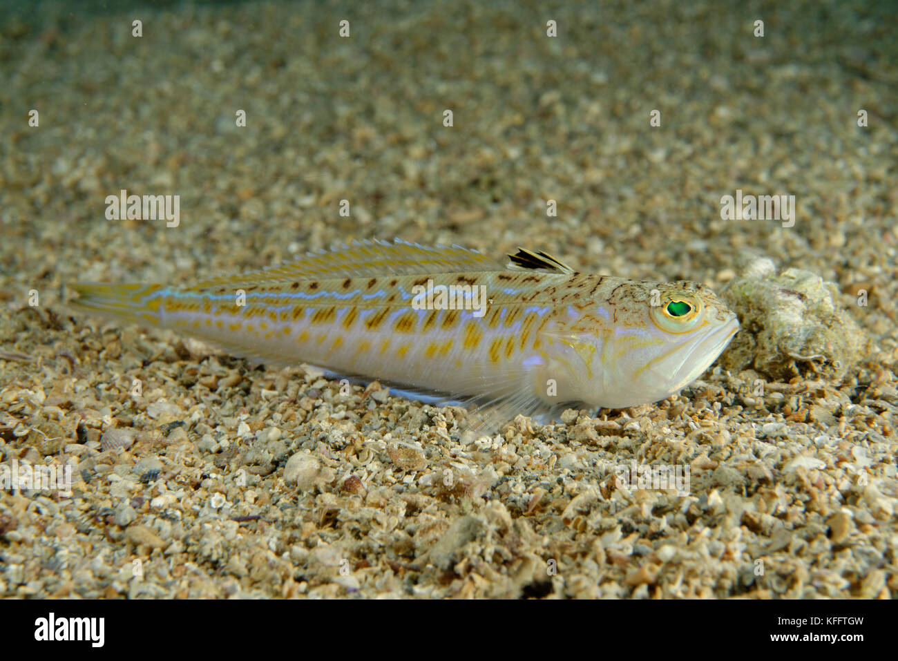 Greater weever Fisch, aktaia Draco, Adria, Mittelmeer, Selce, kvaner Bucht, Kroatien Stockfoto
