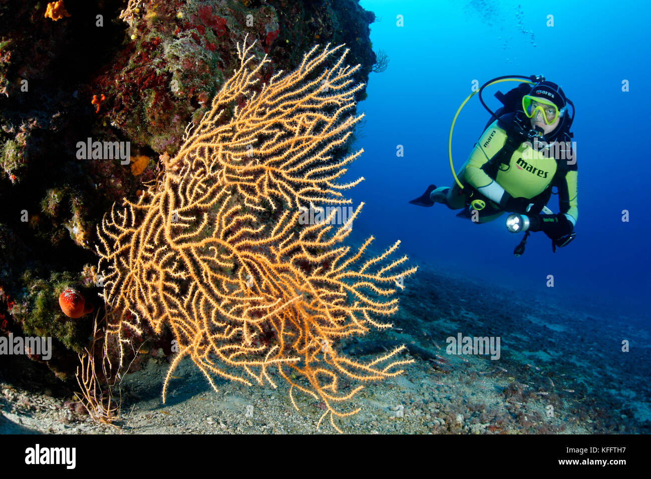 Yellow Sea FAN, Eunicella cavolini und Taucher, Adria, Mittelmeer, Selce, Kvaner Golf, Kroatien Stockfoto