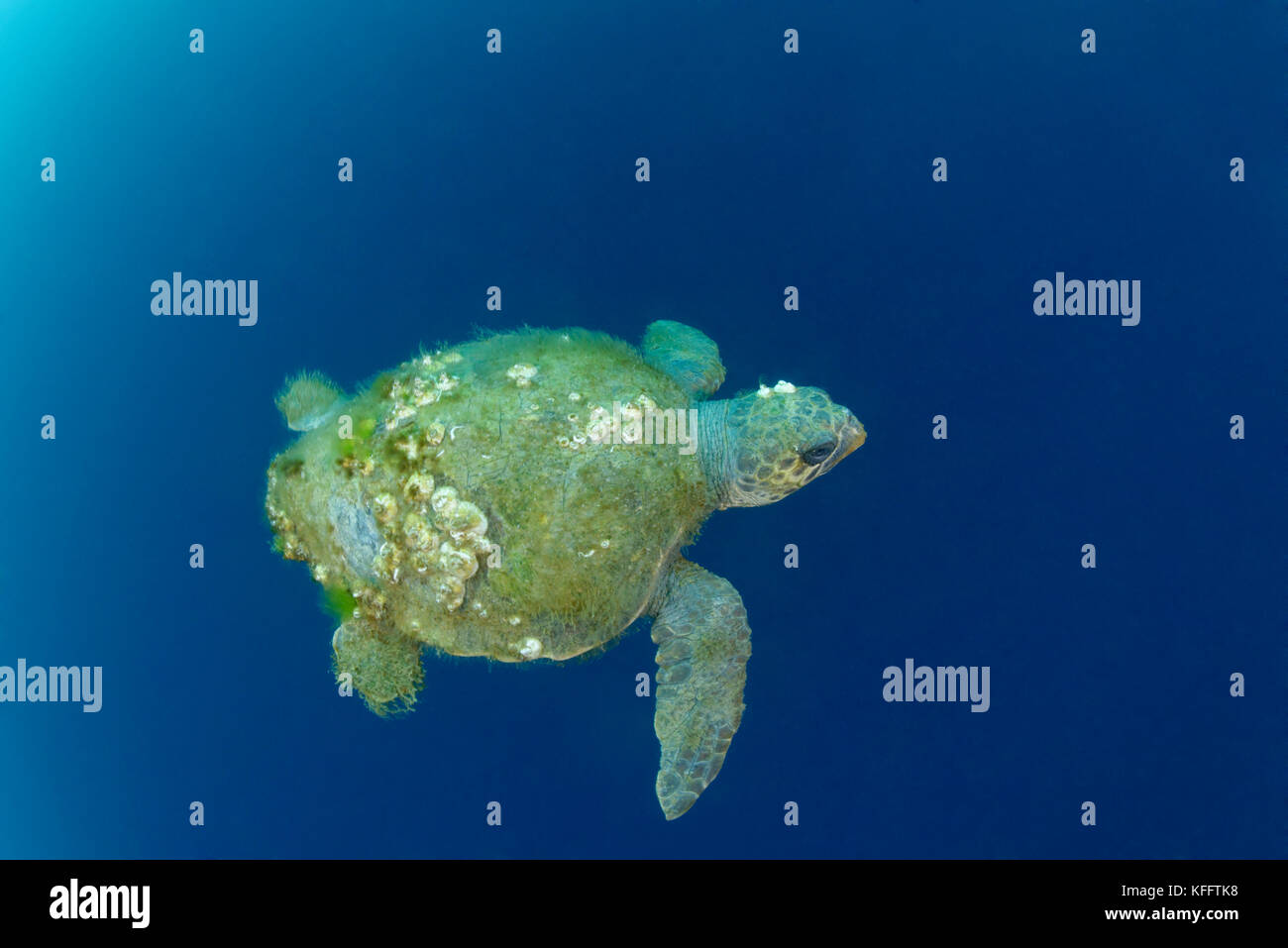 Karettschildkröte mit Schildkrötenbarnakel, Caretta caretta mit Chelonibia testudinaria, Adria, Mittelmeer, Kroatien, Istrien, Kroatien Stockfoto