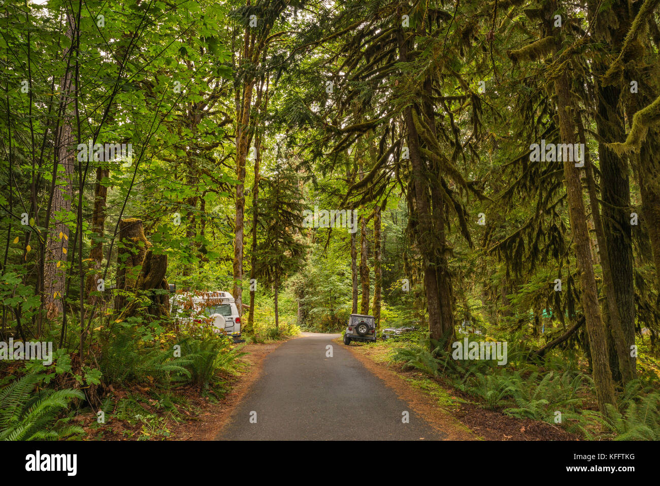 Hamma Hamma Campground, gemäßigter Regenwald im Olympic National Forest, Staat Washington, USA Stockfoto