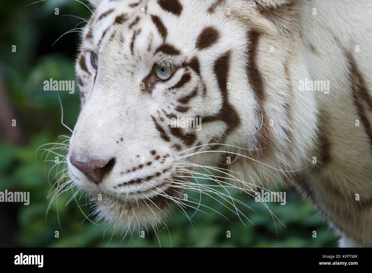 Bengal Tiger - weiße Form Panthera tigris Singapur Zoo MA 003502 Stockfoto