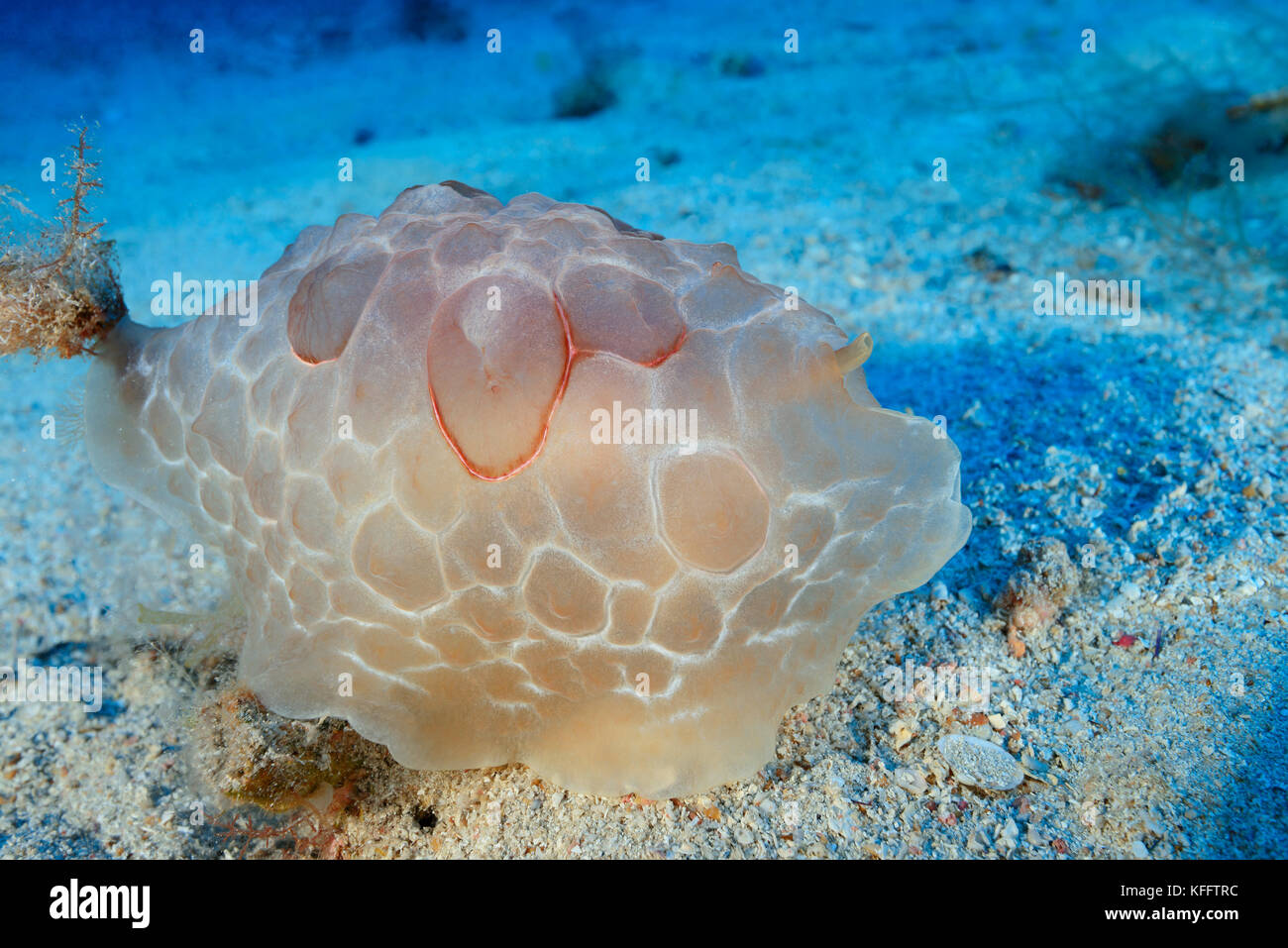 Turtle Sea Slug, limax testudinarius, Adria, Mittelmeer, Lastovo, Dalmatien, Kroatien Stockfoto