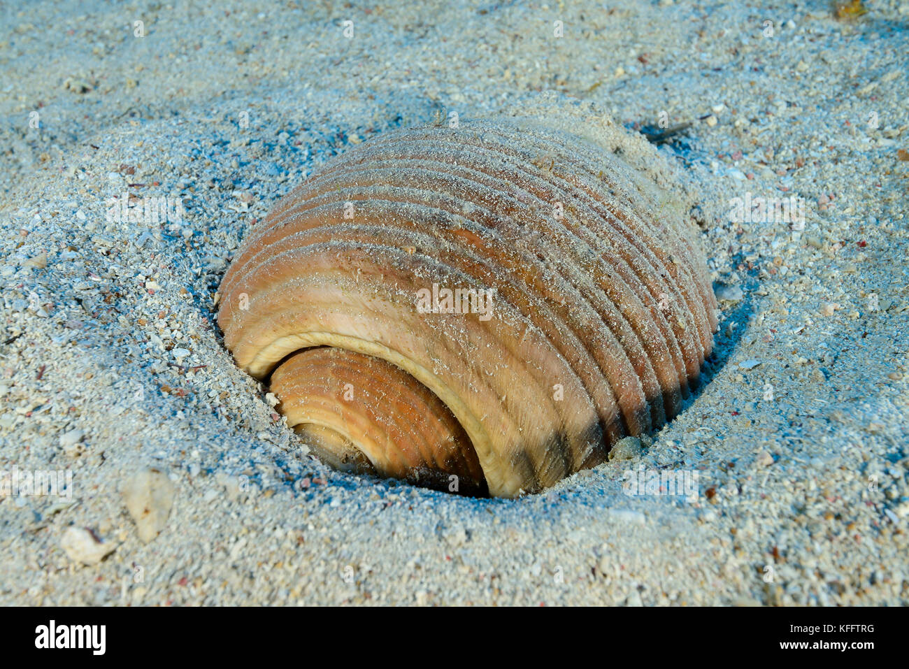 Fassschnecken shell Tonna Galea, Adria, Mittelmeer, Insel Lastovo, Dalmatien, Kroatien Stockfoto