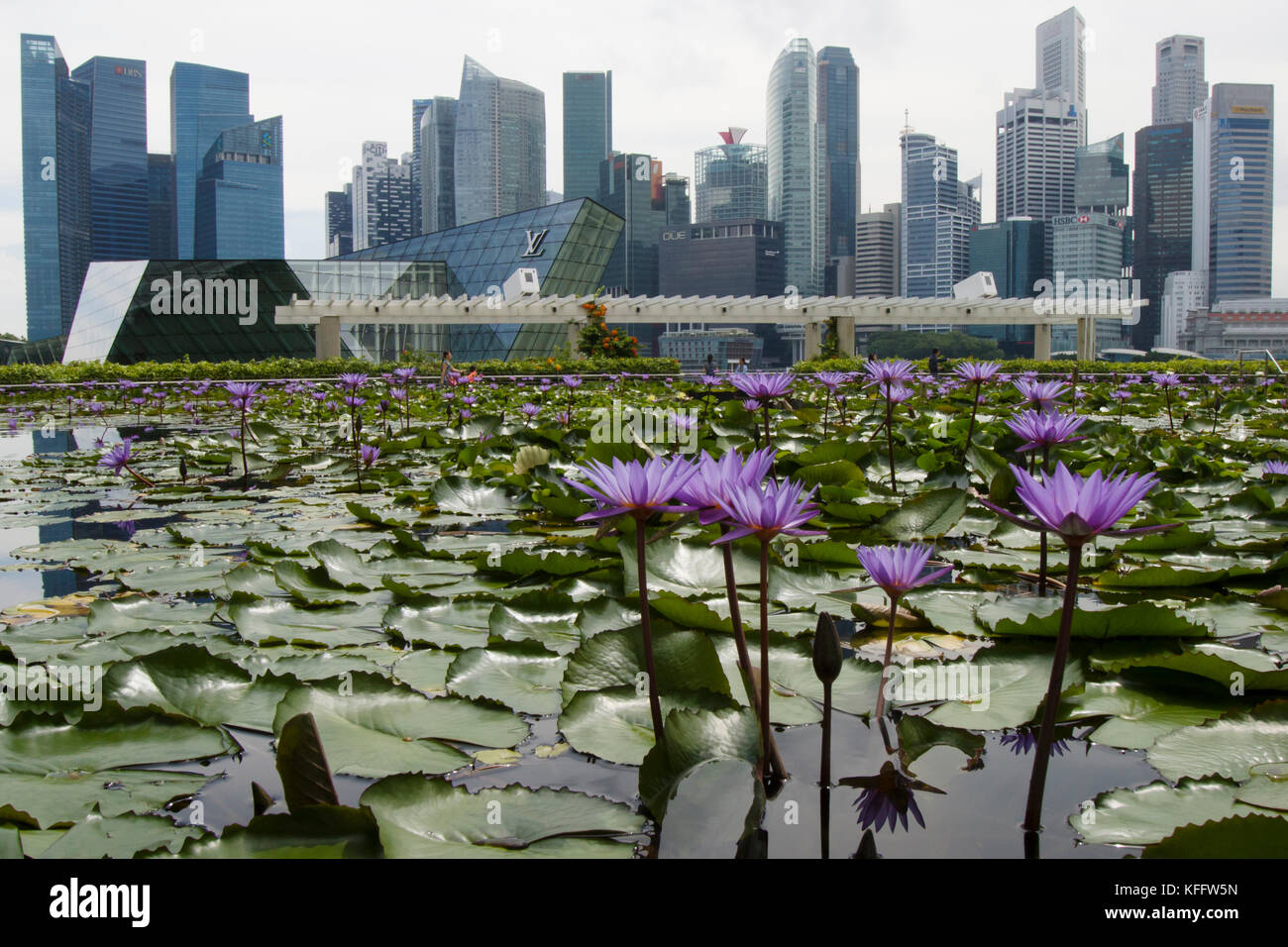 Waterfillies und Stadtbild Singapur TV 000423 Stockfoto