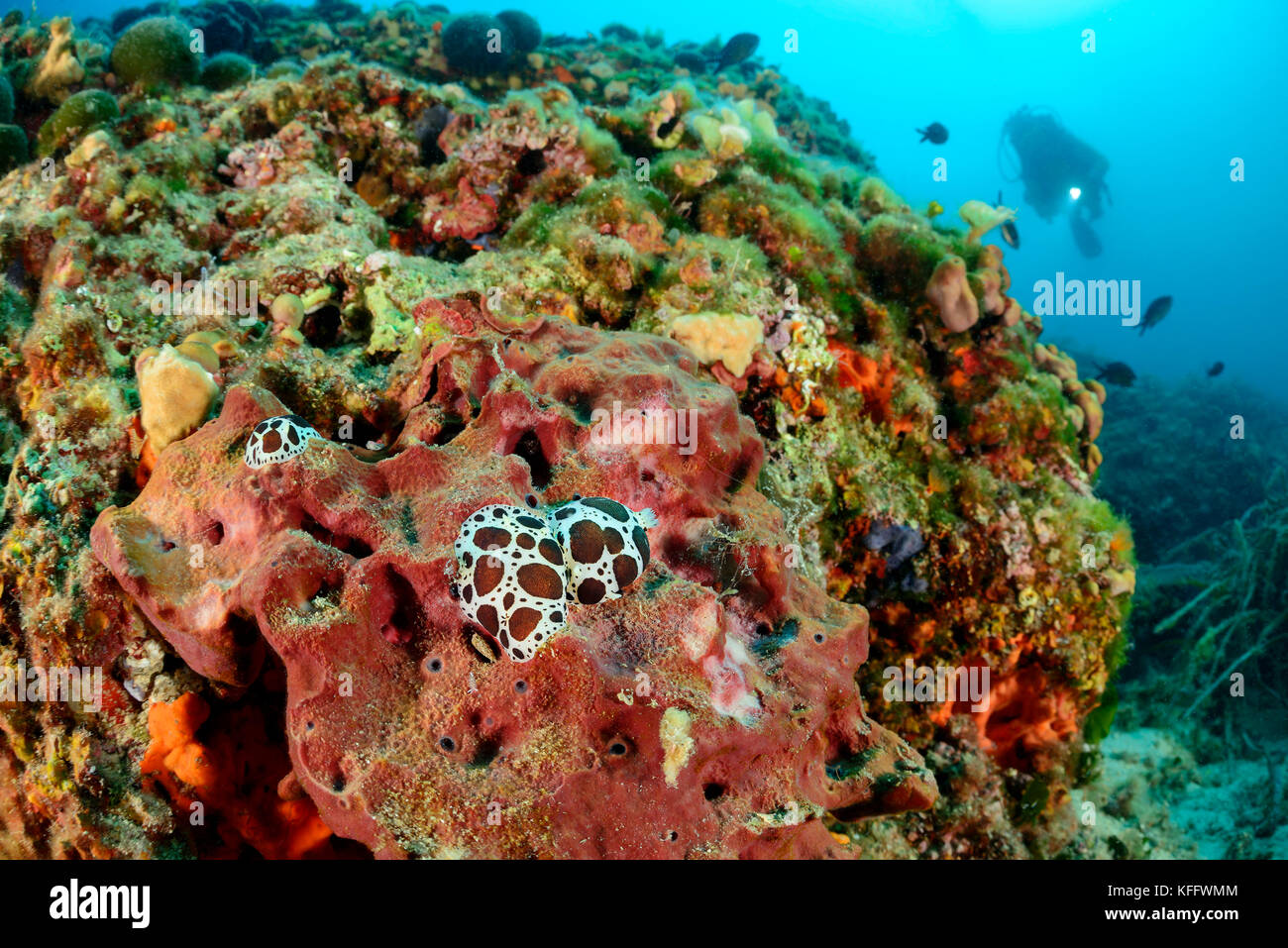 Kuhschnecke, Peltodoris atromaculata auf Petrosia ficiformis und Taucher, Adria, Mittelmeer, Insel Brac, Kroatien Stockfoto