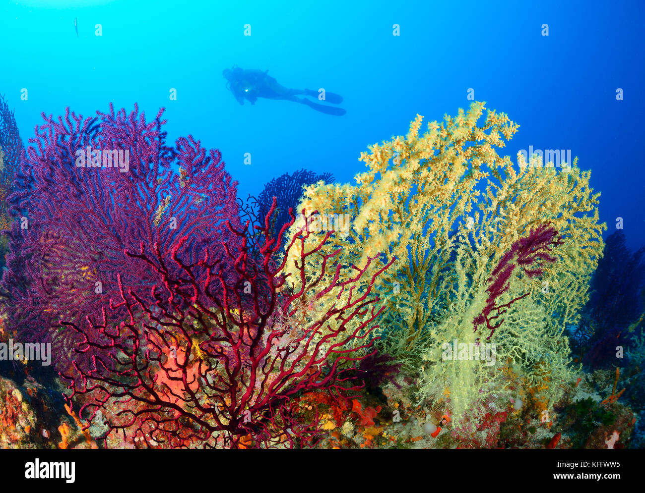 Gold Korallen und Violescent meer Peitsche, Savalia savaglia und Paramuricea Clavata und Scuba Diver, Adria, Mittelmeer, Kornaten, Dalmat Stockfoto